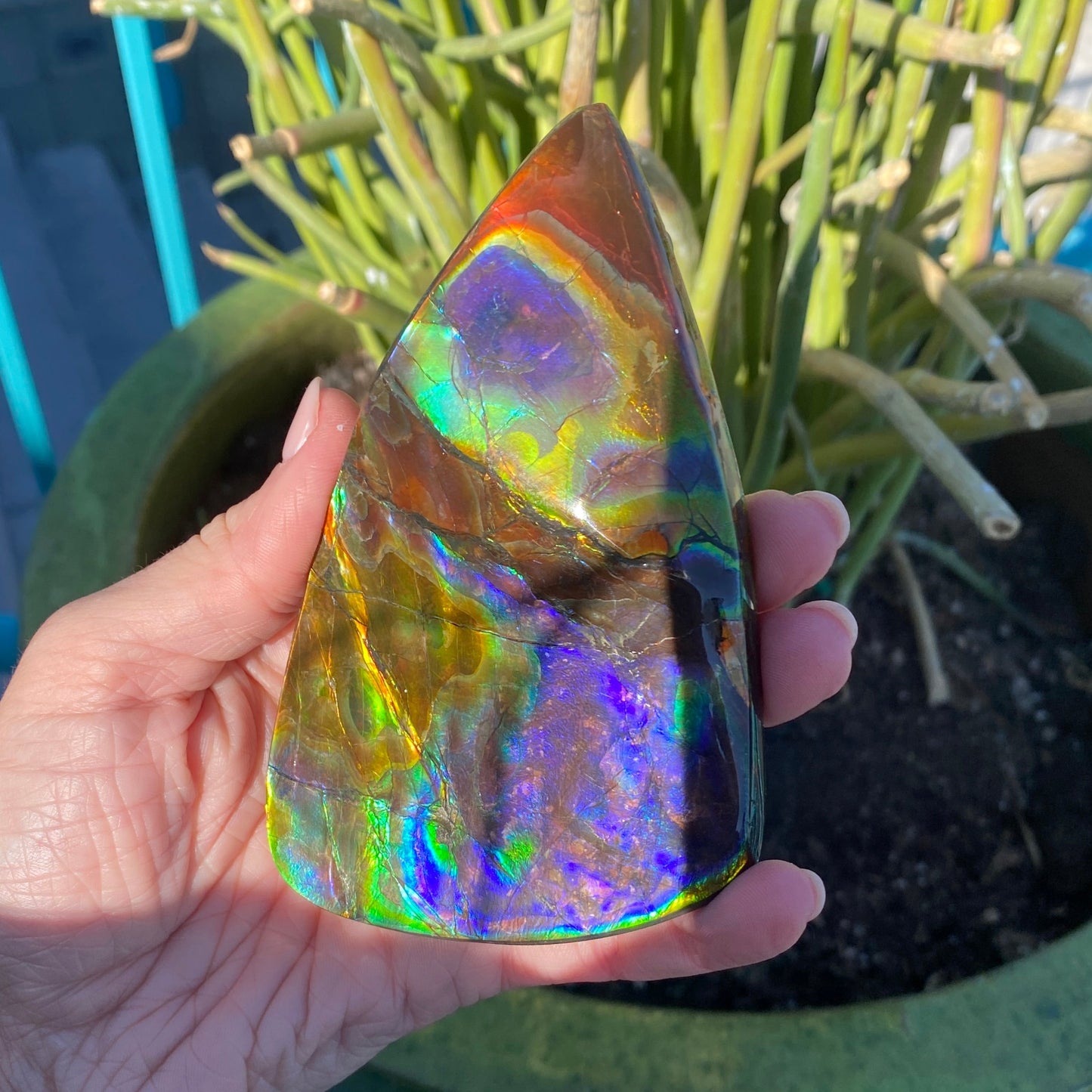 Ammolite Palm Stone, Large Full Rainbow