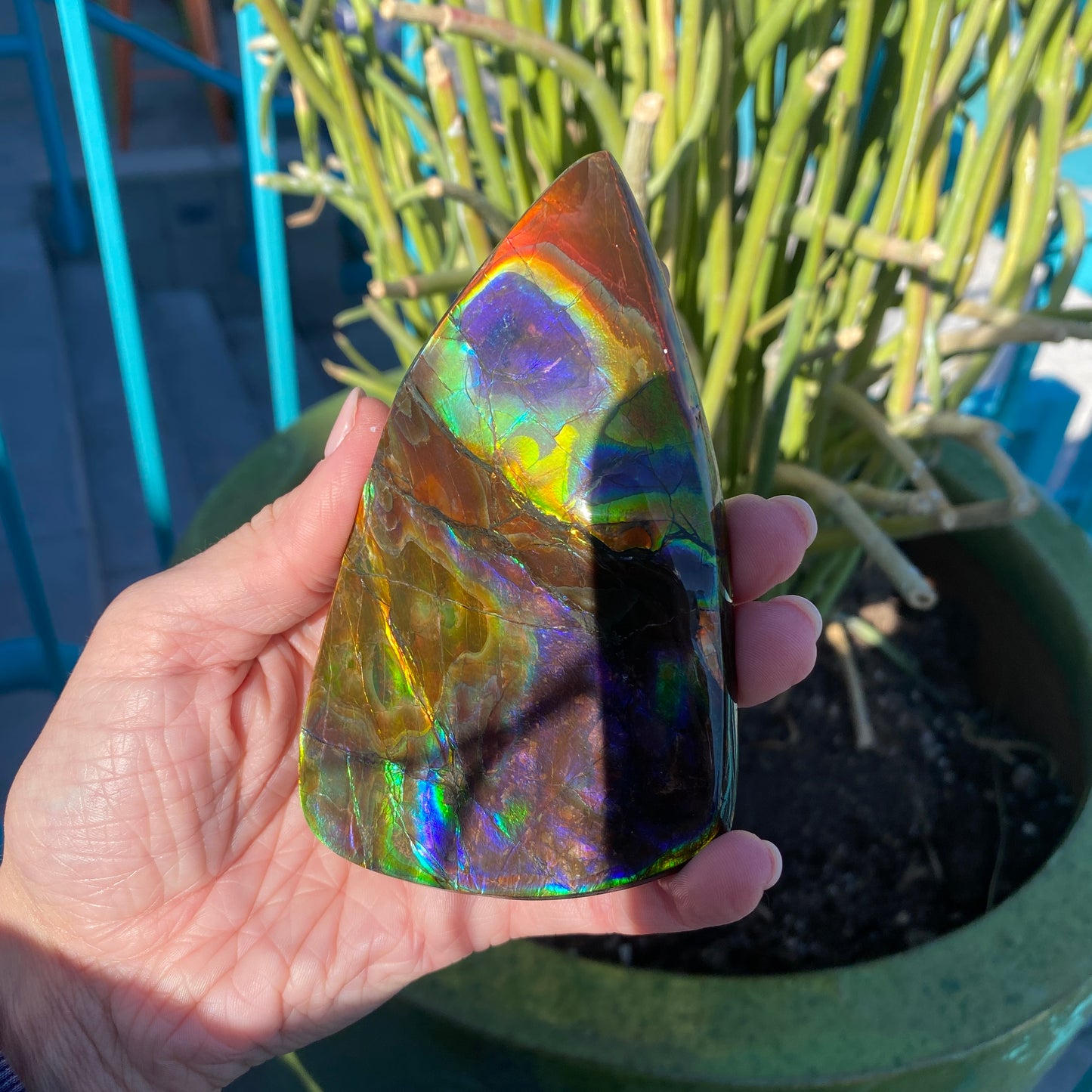 Ammolite Palm Stone, Large Full Rainbow