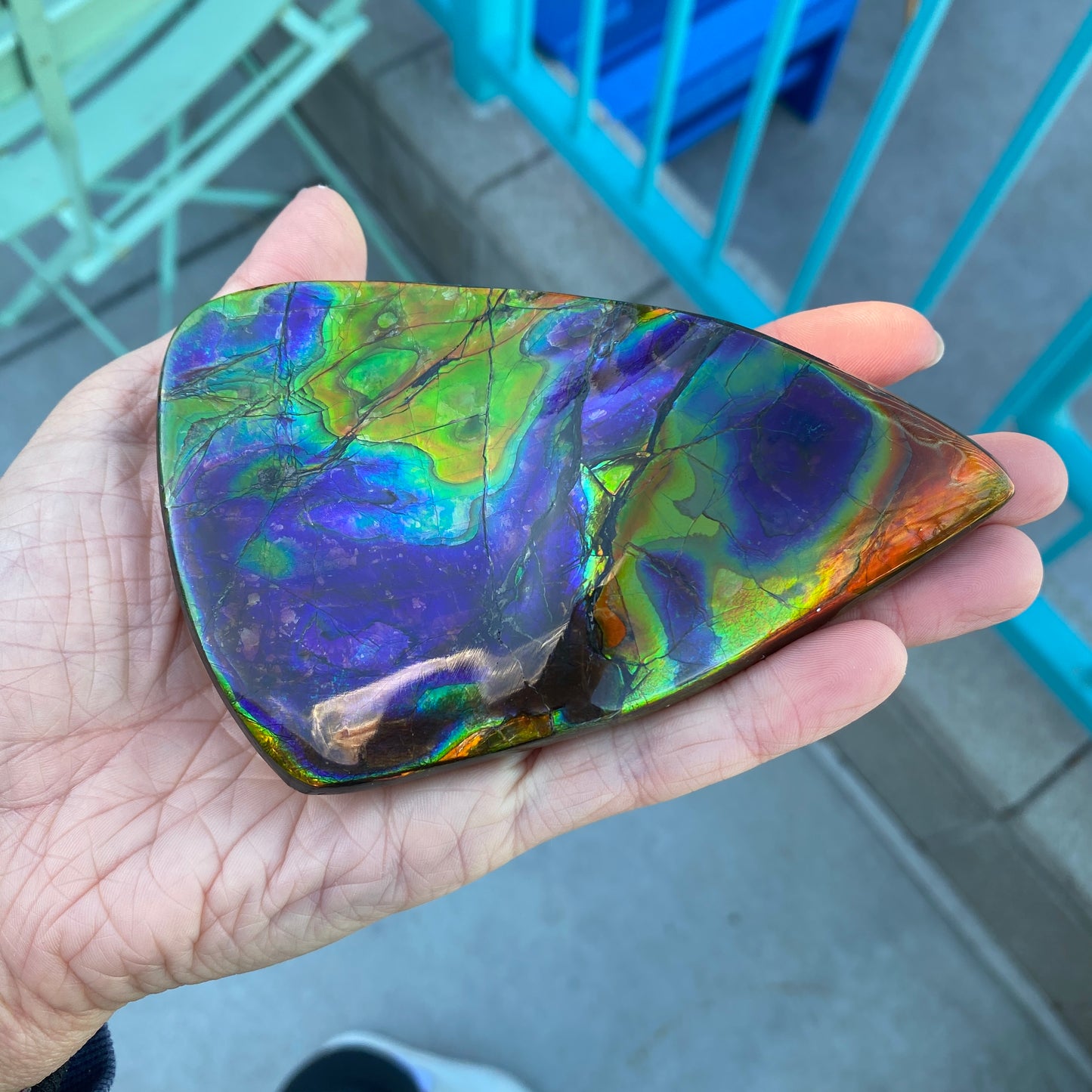 Ammolite Palm Stone, Large Full Rainbow