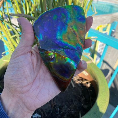 Ammolite Palm Stone, Large Full Rainbow