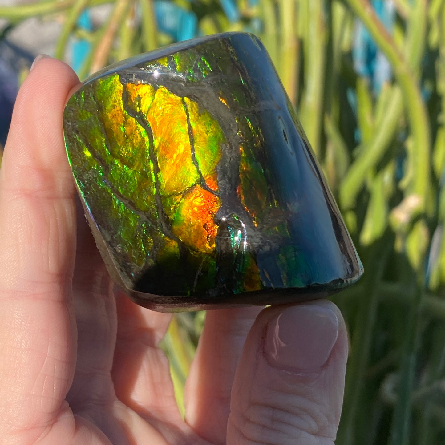 Ammolite Freeform