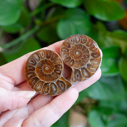 Ammonite Fossil Pair