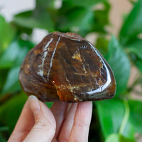 Sumatra Amber, Blue Amber, Lion's Mane Amber, 20-30 Million Years Old