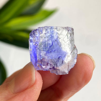 Blue Halite