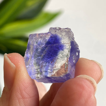 Blue Halite