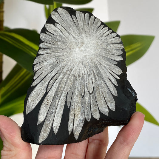 Chrysanthemum Stone