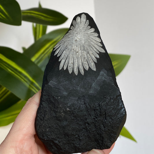 Chrysanthemum Stone