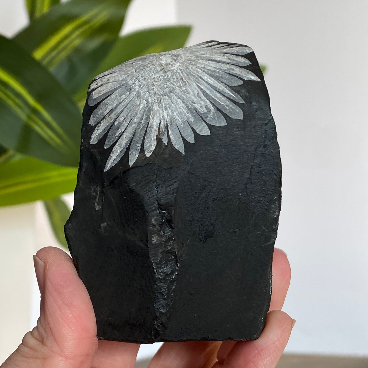 Chrysanthemum Stone