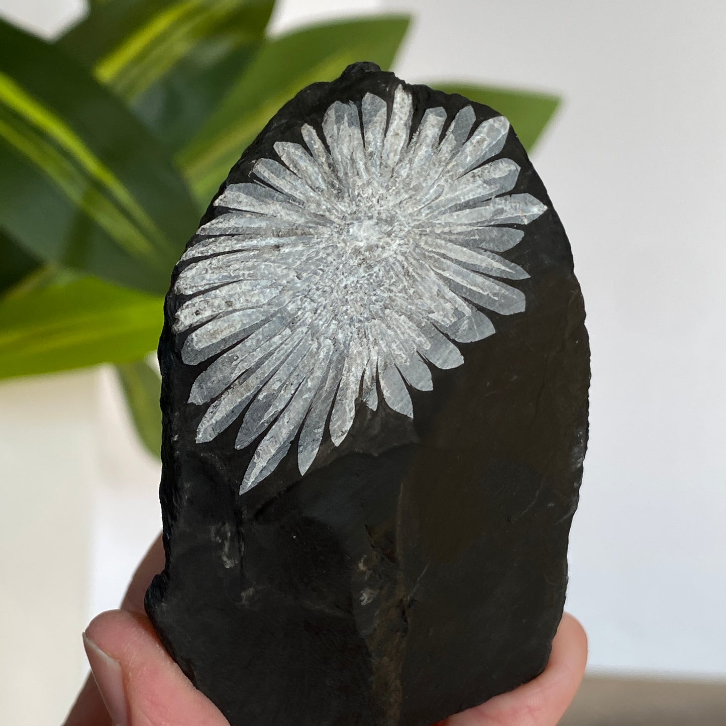 Chrysanthemum Stone