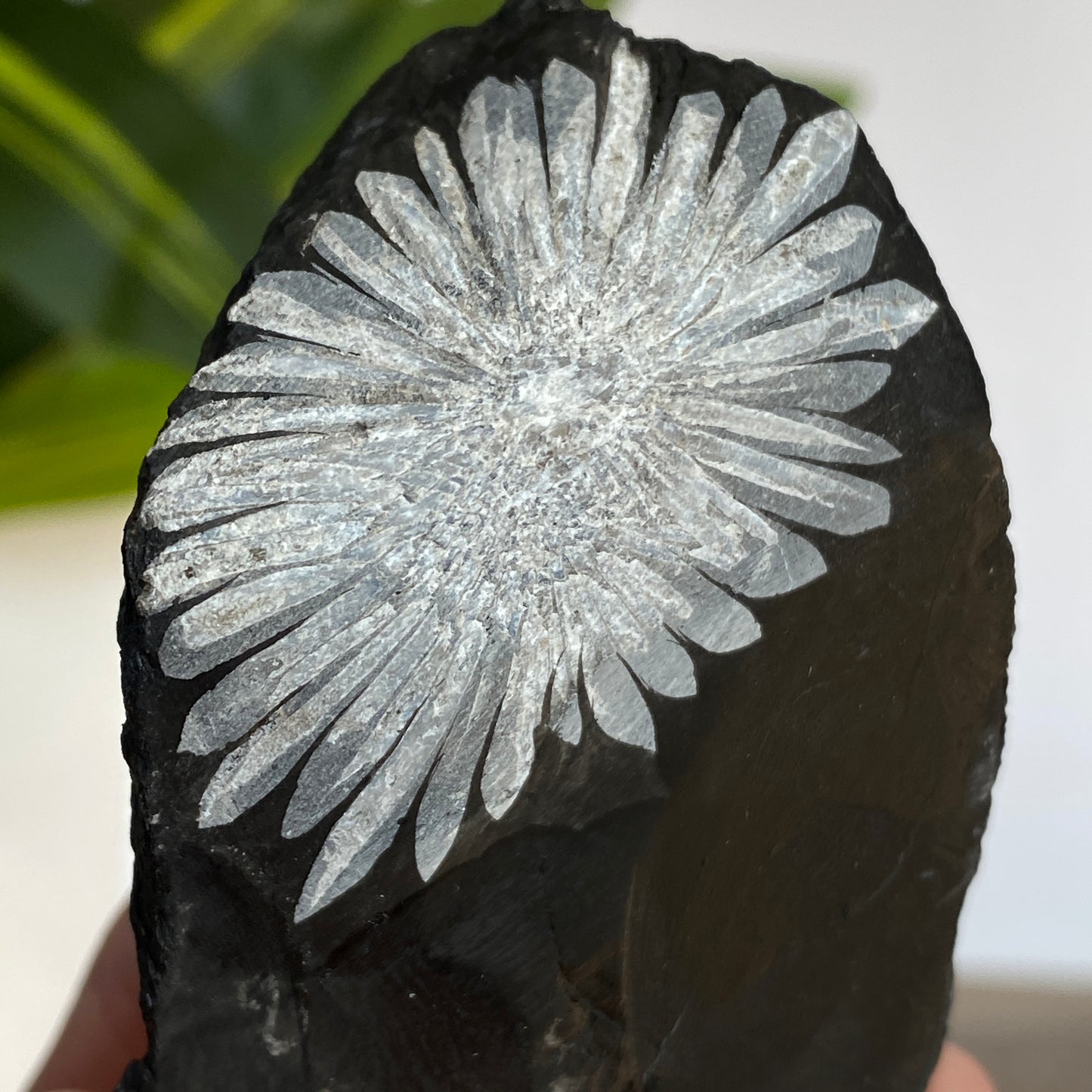 Chrysanthemum Stone
