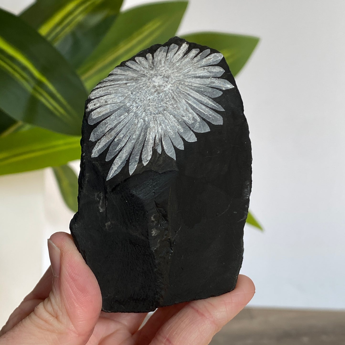 Chrysanthemum Stone