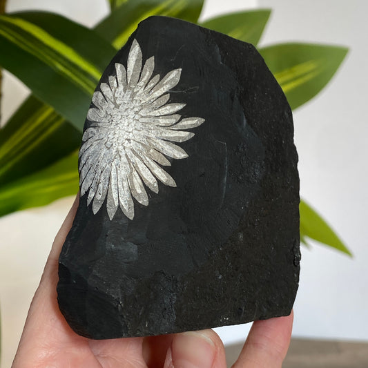 Chrysanthemum Stone