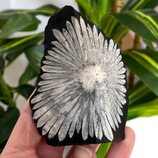 Chrysanthemum Stone