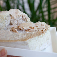 3D Fossilized Crab in Habitat from Southwest Turkey, Rare