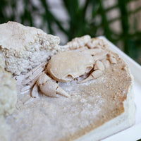 3D Fossilized Crab in Habitat from Southwest Turkey, Rare