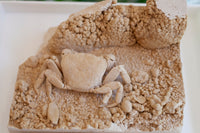 3D Fossilized Crab in Habitat from Southwest Turkey, Rare