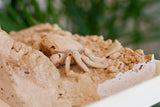 3D Fossilized Crab in Habitat from Southwest Turkey, Rare