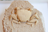 3D Fossilized Crab in Habitat from Southwest Turkey, Rare