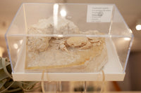 3D Fossilized Crab in Habitat from Southwest Turkey, Rare