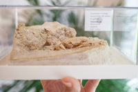 3D Fossilized Crab in Habitat from Southwest Turkey, Rare