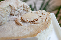 3D Fossilized Crab in Habitat from Southwest Turkey, Rare