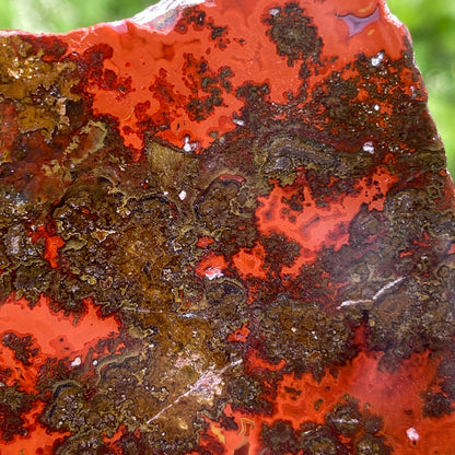 Kerrouchen Agate Slab, Cruentous Agate