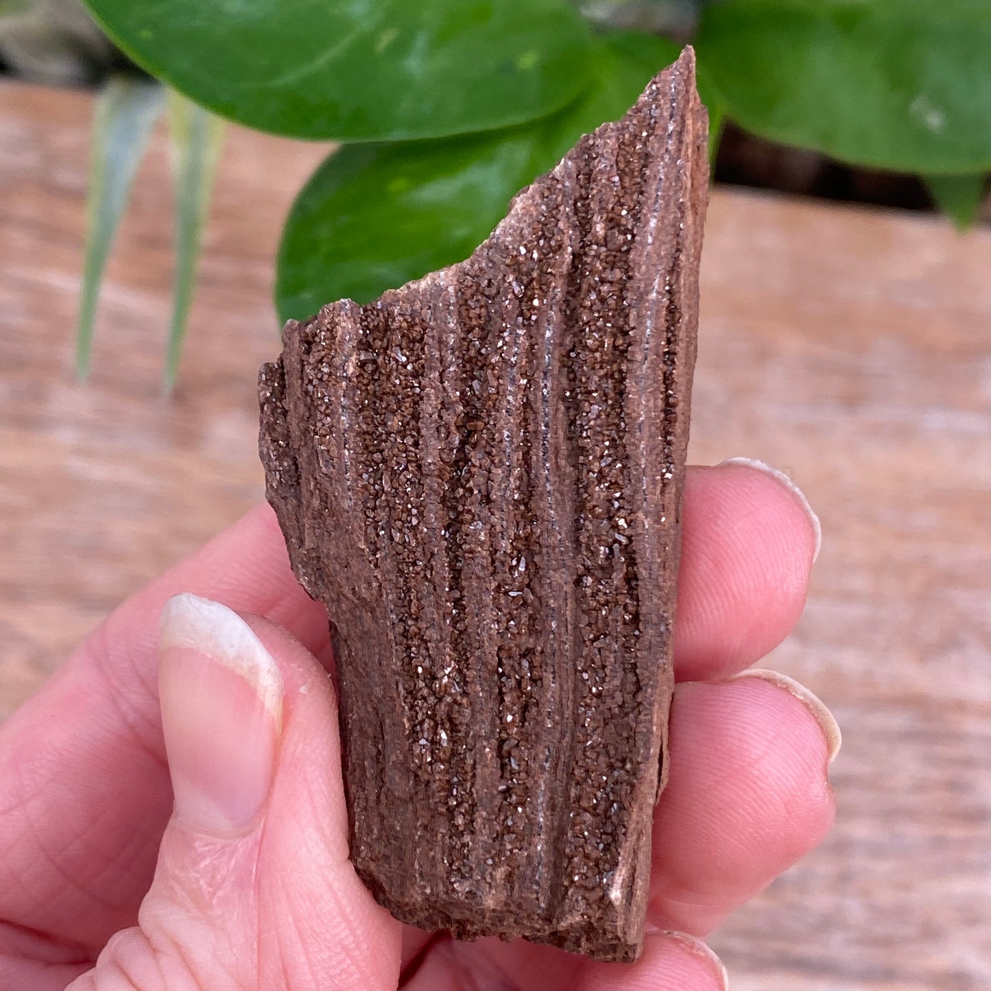 Crystalized Wood Fossil, Germany
