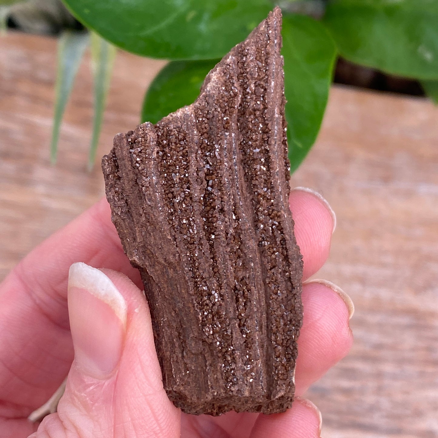 Crystalized Wood Fossil, Germany