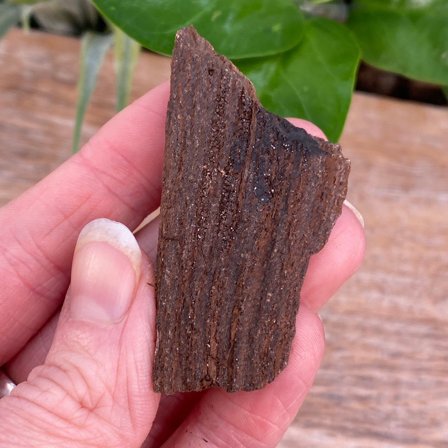 Crystalized Wood Fossil, Germany