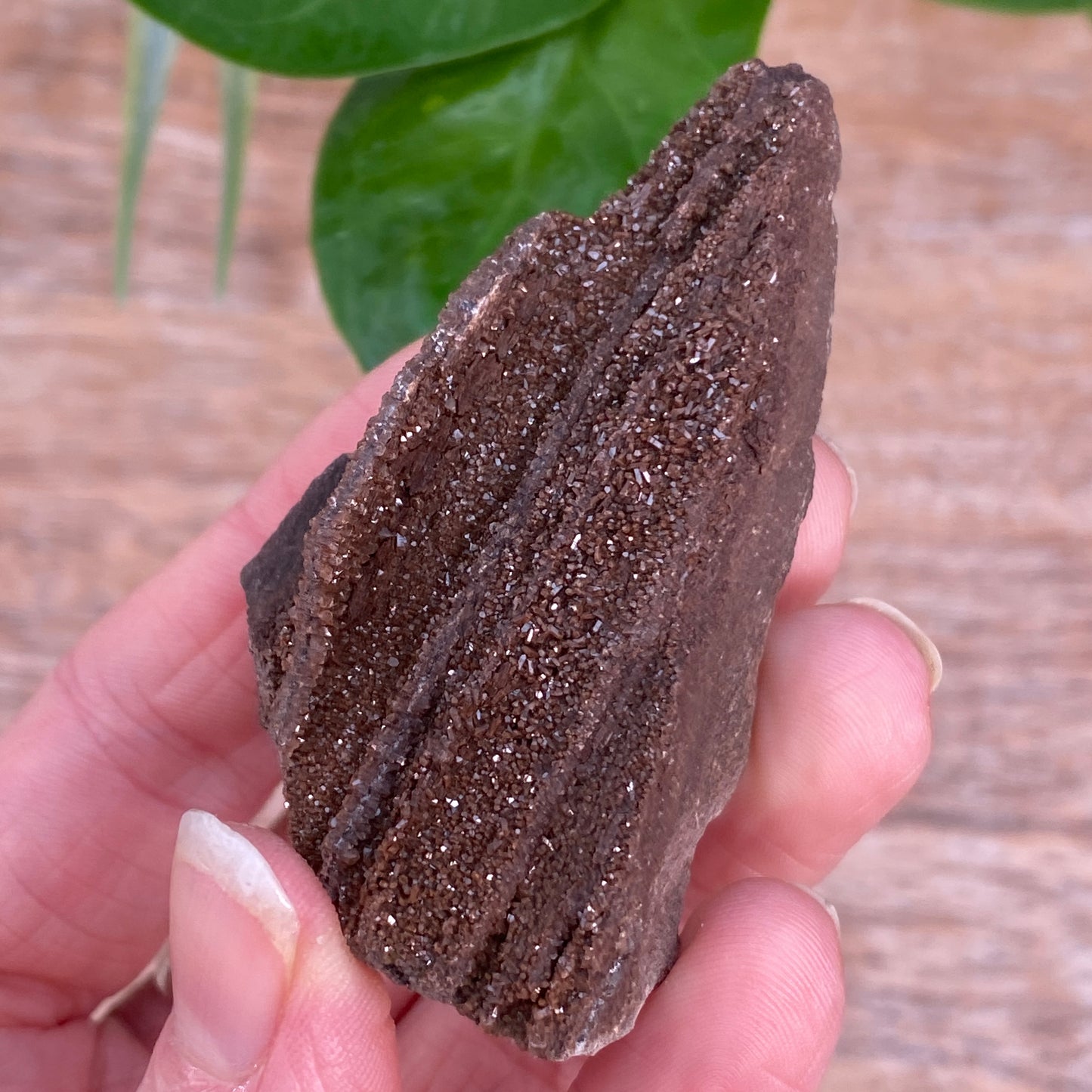 Crystalized Wood Fossil, Germany