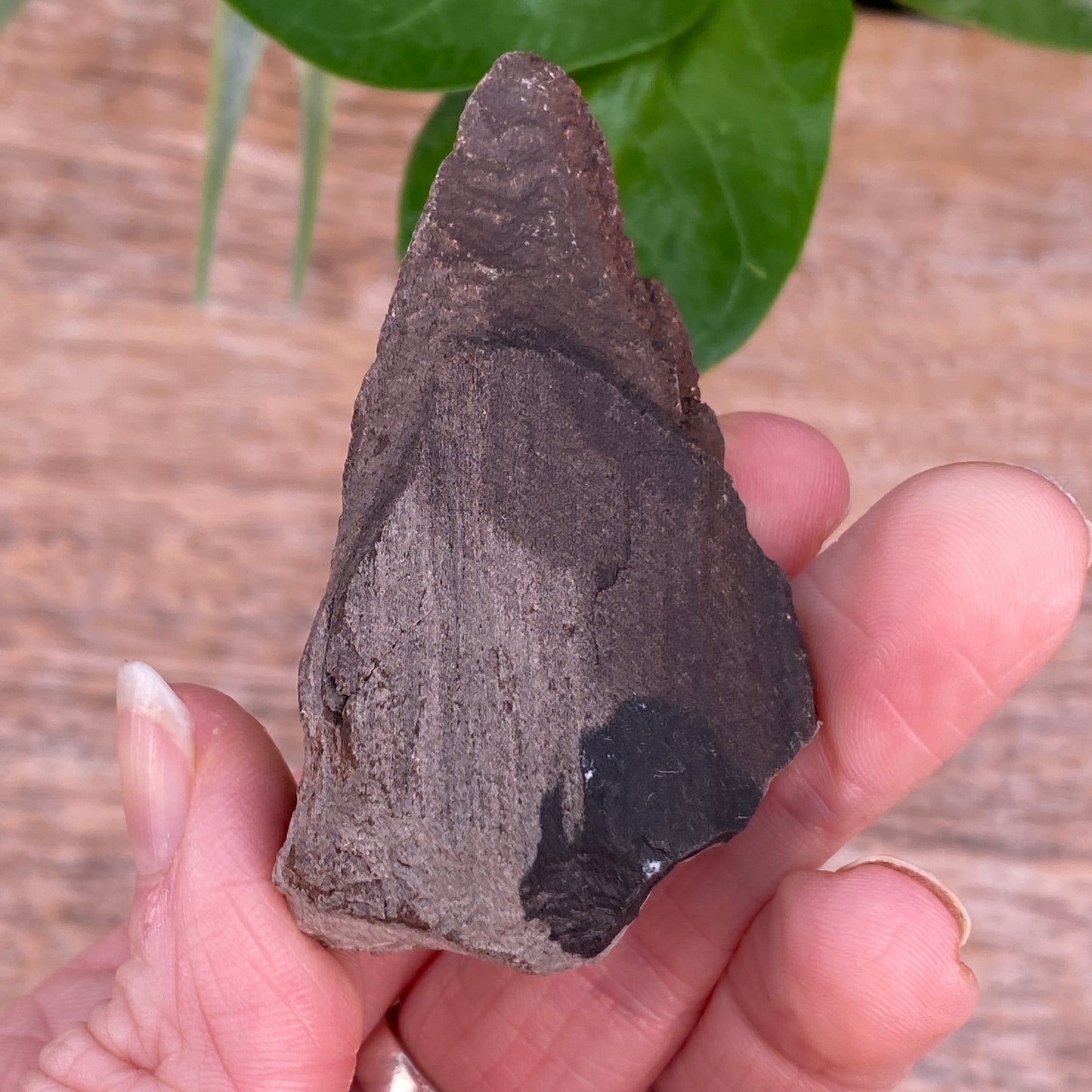 Crystalized Wood Fossil, Germany