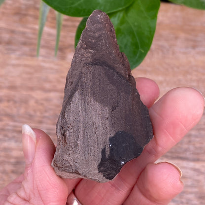 Crystalized Wood Fossil, Germany