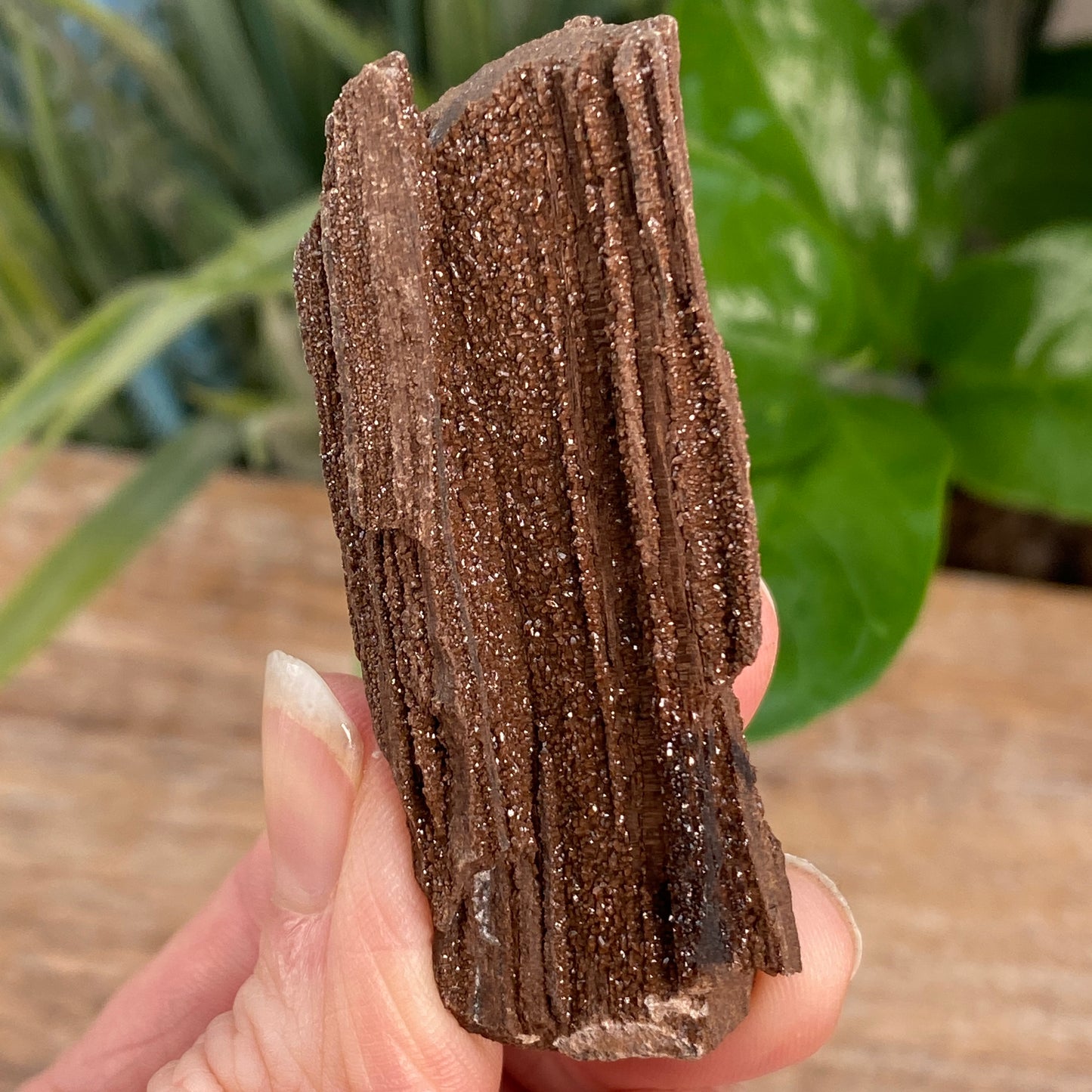 Crystalized Wood Fossil, Germany