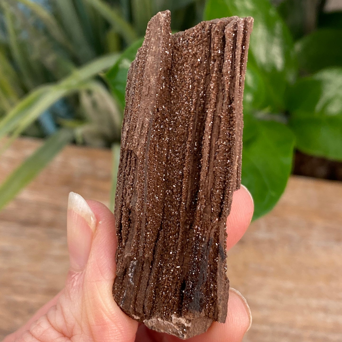 Crystalized Wood Fossil, Germany