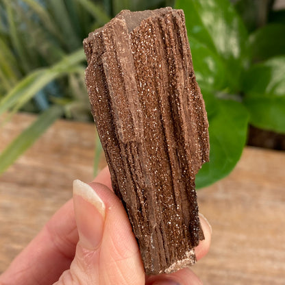 Crystalized Wood Fossil, Germany