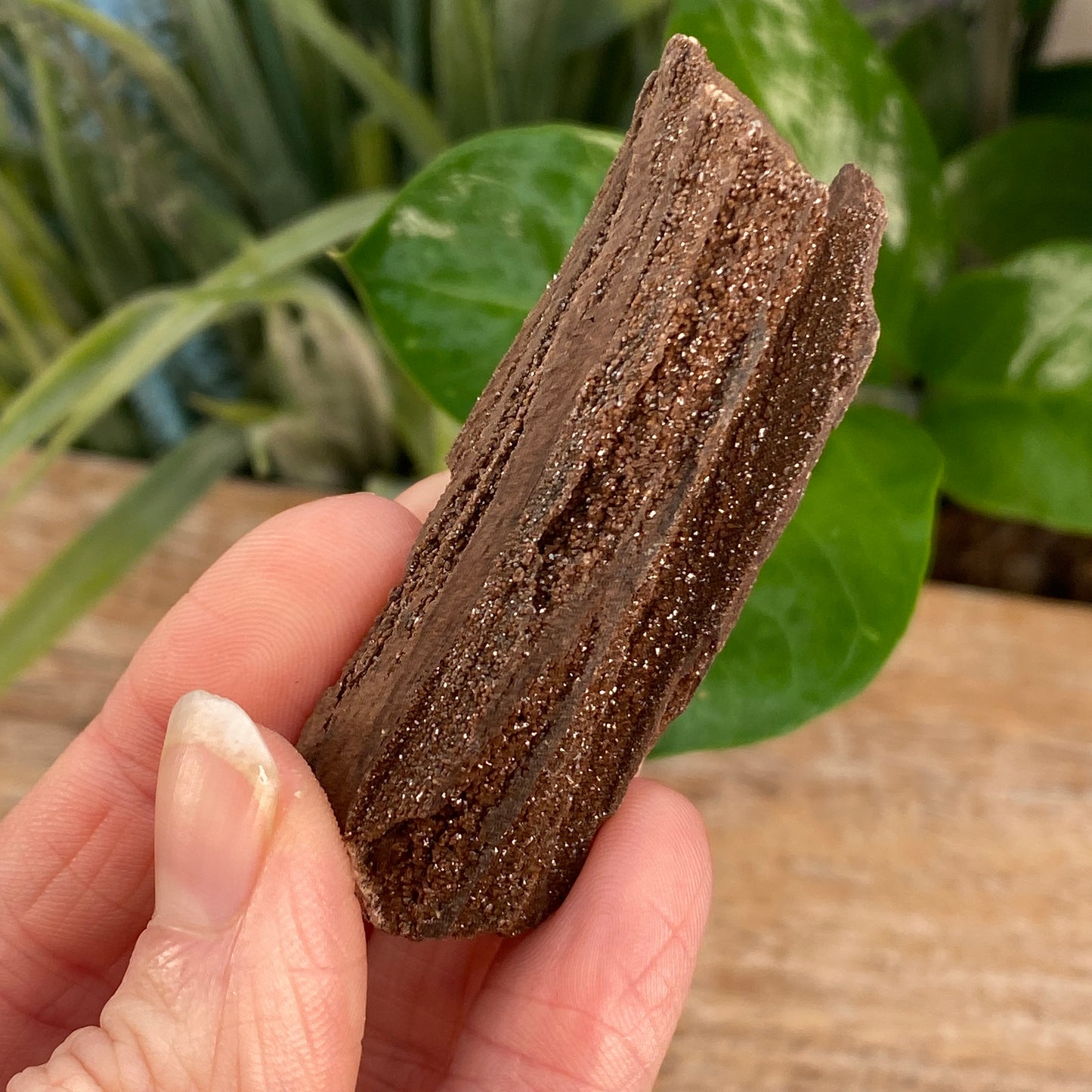 Crystalized Wood Fossil, Germany