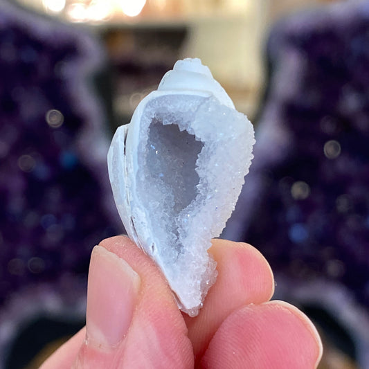 Crystalized Shell Fossil