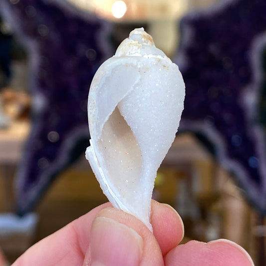 Crystalized Shell Fossil