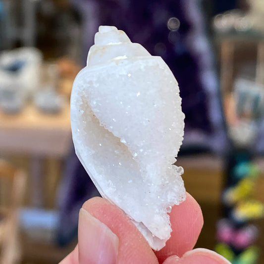 Crystalized Shell Fossil