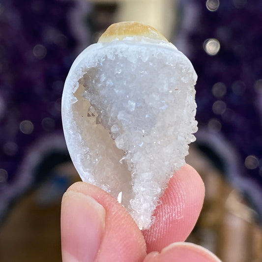 Crystalized Shell Fossil