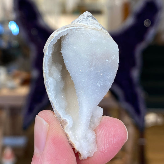 Crystalized Shell Fossil