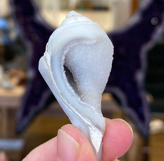 Crystalized Shell Fossil