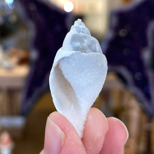 Crystalized Shell Fossil