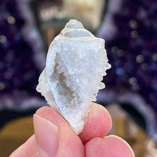 Crystalized Shell Fossil