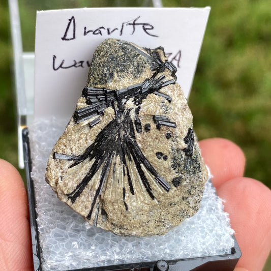 Dravite Specimen, Tourmaline, Warwick, Massachusetts