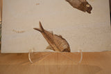 Fish Fossil, Dempsey Quarry, Green River Valley Formation Wyoming
