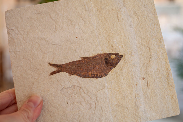 Fish Fossil, Dempsey Quarry, Green River Valley Formation Wyoming