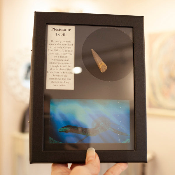 Plesiosaur Tooth Collector's Box
