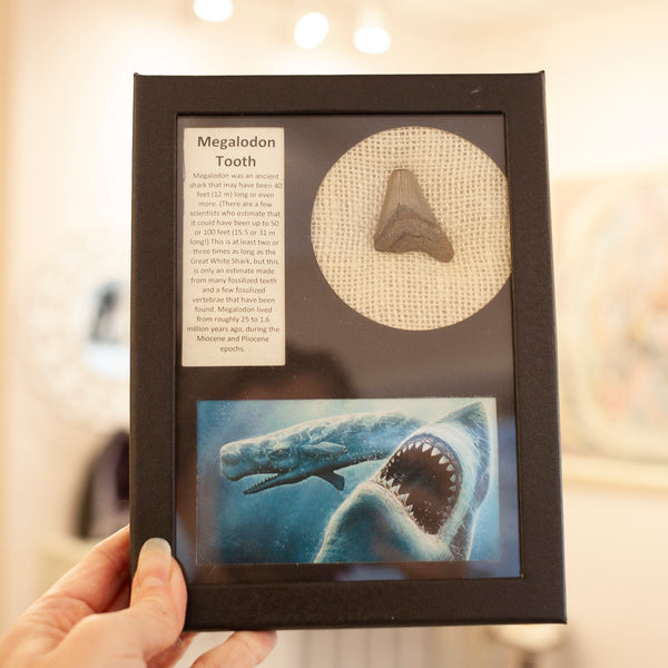Megalodon Tooth Collector's Box