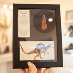 Spinosaurus Tooth Collector's Box